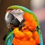 perroquet